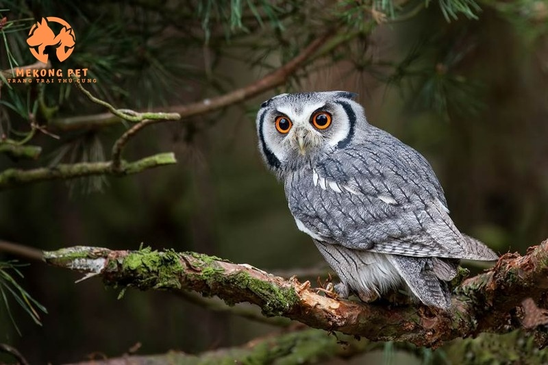 Mua Bán Chim Cú: Hướng Dẫn Chi Tiết và Lưu Ý Quan Trọng